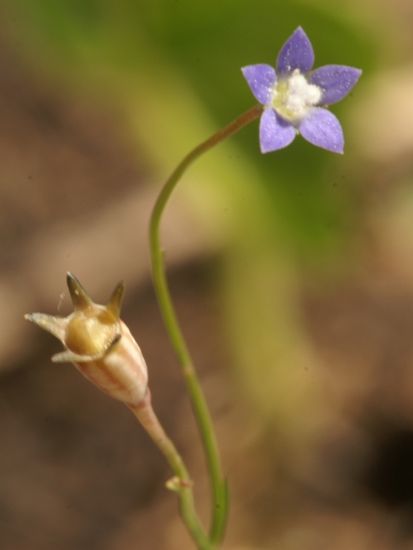 Wahlenbergia multicaulis